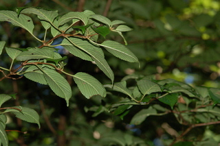 Viburnum plicatum, var Mary Milton, Japanese snowball viburnum, plant