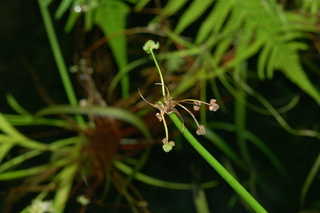 Echinodorus cordifolius