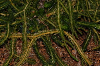 Lycopodium squarrosum