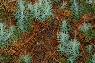 Pinus pinea, Italian stone pine