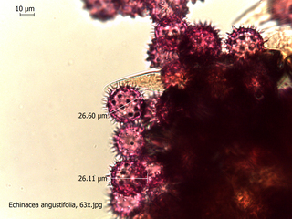 Echinacea angustifolia, 63x 728614