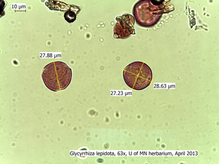 Glycyrrhiza lepidota