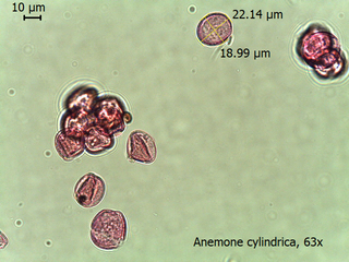 Anemone cylindrica