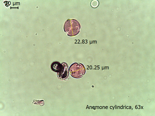 Anemone cylindrica