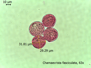 Chamaecrista fasciculata