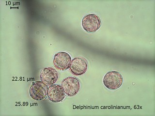 Delphinium carolinianum