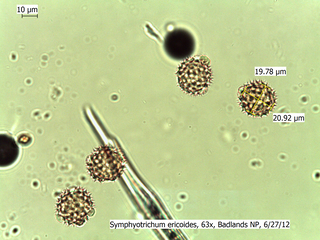 Symphyotrichum ericoides
