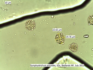 Symphyotrichum ericoides 63x BNP July 2012