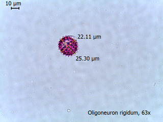 Oligoneuron rigidum