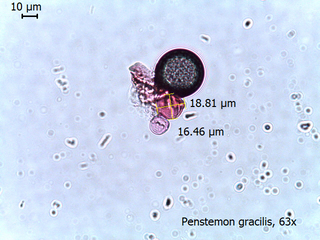 Penstemon gracilis