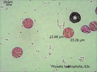 Physalis heterophylla