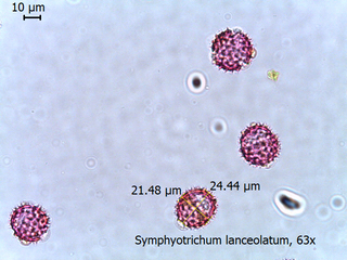 Symphyotrichum lanceolatum