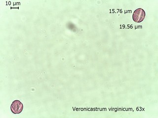 Veronicastrum virginicum