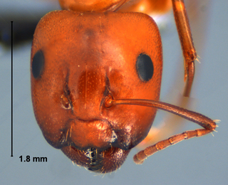 Camponotus snellingi, major worker, head