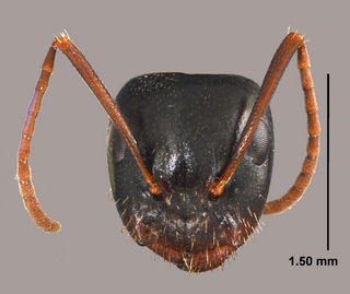 Camponotus caryae, worker, head