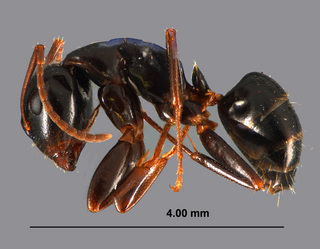 Camponotus caryae, worker side