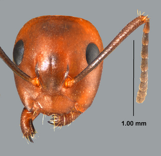 Camponotus decipiens, worker, head