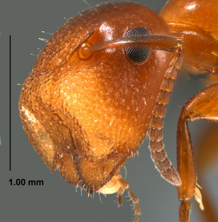 Camponotus impressus, major, head