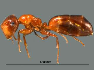 Camponotus impressus, major worker, side