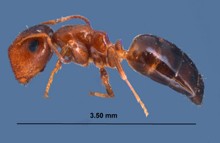 Camponotus impressus, worker, side