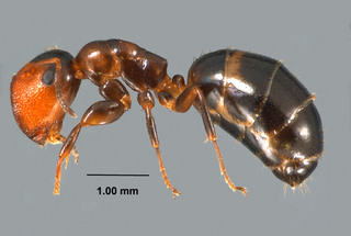 Camponotus mississippiensis, major worker, side