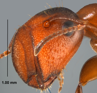 Camponotus mississippiensis, worker, head
