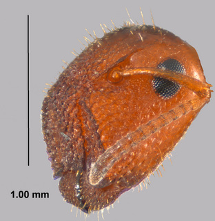 Camponotus obliquus, major worker, head