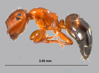 Camponotus obliquus, major worker, side