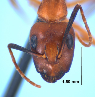 Camponotus tortuganus, worker, head