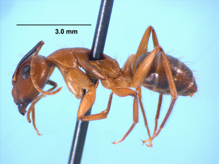 Camponotus tortuganus, worker, side