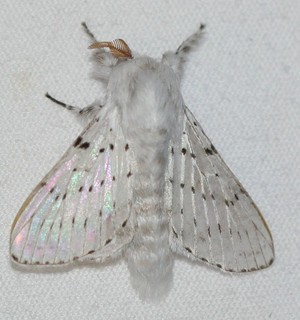 Artace cribrarius Dot-lined White