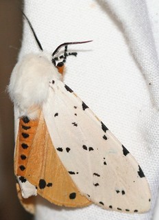 Estigmene acrea, Salt Marsh Moth