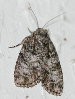 Acronicta clarescens Clear Dagger Moth