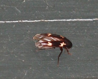 Dircaea literata False Darkling Beetle