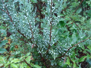 Juniperus scopulorum - Wichita Blue