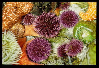 Sea urchins and Starfish