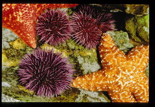 Sea urchins and Starfish
