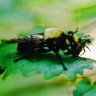 Asilidae, eating Japanese beetle