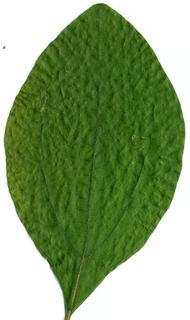 Sassafras albidum, leaf