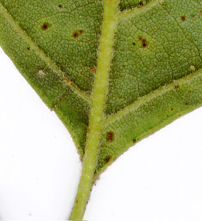 Betula alba leaf bottom