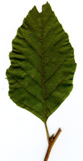 Betula alba leaf upper