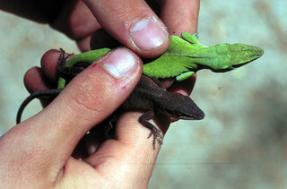 Anolis carolinensis, lizards showing color change