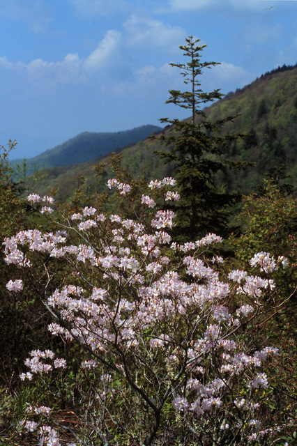 Rhododendron vaseyi, I_JP1721