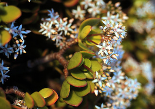 Crassula ovata, flowers and leaves