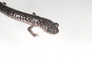 Plethodon glutinosus slimy salamander head