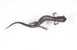 Plethodon glutinosus slimy salamander top