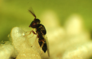Hypopteromalus tabacum