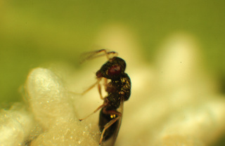 Hypopteromalus tabacum