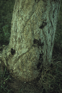 Psocidae, at base of Ginkgo biloba tree