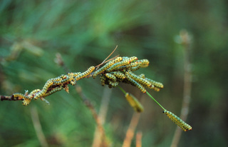 Neodiprion lecontei, larvae